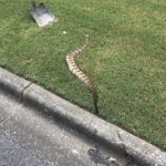 Local Worker’s Warn: Rattlesnake Sightings in Our Area